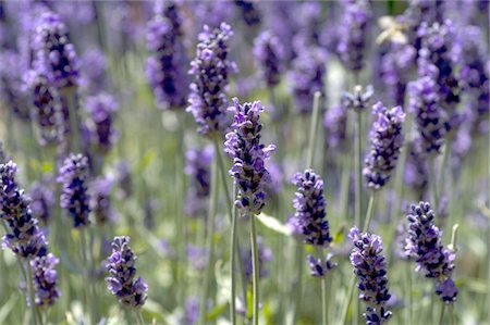 Blooming lavender Foto de stock - Sin royalties Premium, Código: 689-05611177