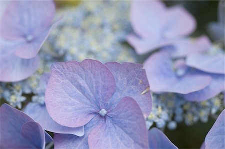 Blooming Hydrangea Foto de stock - Sin royalties Premium, Código: 689-05611185