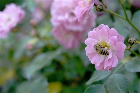 rosa silvestre - Bee on a blossom Foto de stock - Sin royalties Premium, Código: 689-05611180