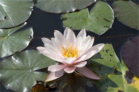 fleur de lotus - Water lily blossom Foto de stock - Sin royalties Premium, Código: 689-05611203