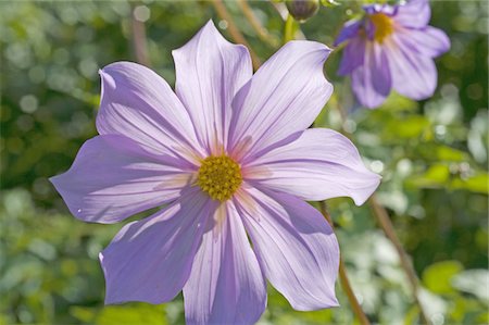 Lila Blüte Stockbilder - Premium RF Lizenzfrei, Bildnummer: 689-05611214