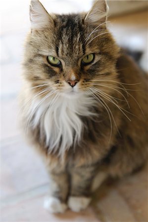 Tabby cat sitting Stock Photo - Premium Royalty-Free, Code: 689-05611359