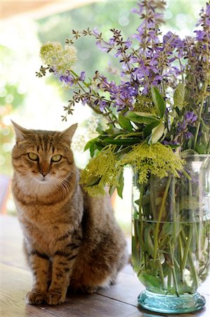 Sitting cat next to bunch of flowers Foto de stock - Sin royalties Premium, Código: 689-05611365