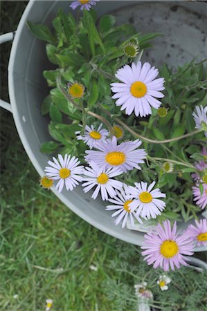 pails garden - Bucket with marguerites Foto de stock - Sin royalties Premium, Código: 689-05611373