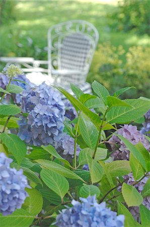 Blooming Hydrangea in garden Foto de stock - Sin royalties Premium, Código: 689-05611394