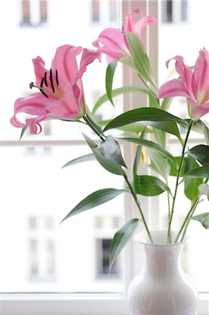 simsearch:689-05611069,k - Pink lilies at the window Stock Photo - Premium Royalty-Free, Code: 689-05611442