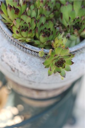 plante en pot - Joubarbe dans un pot de fleurs Photographie de stock - Premium Libres de Droits, Code: 689-05611463
