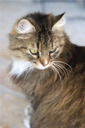 Tabby cat Stock Photo - Premium Royalty-Free, Code: 689-05611479