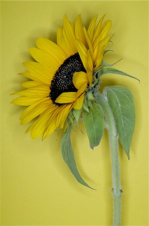floral - Sunflower Foto de stock - Sin royalties Premium, Código: 689-05611552