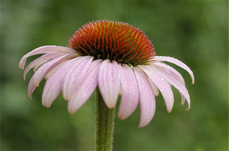 Blooming purple cornflower Foto de stock - Sin royalties Premium, Código: 689-05611566