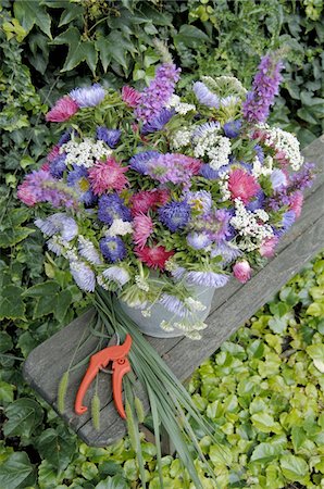 pails garden - Colorful bunch of flowers with Aster Foto de stock - Sin royalties Premium, Código: 689-05611567