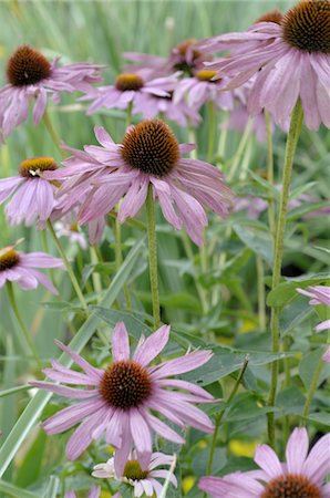 Blooming purple cornflower Foto de stock - Sin royalties Premium, Código: 689-05611569