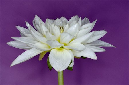 fresh flowers for water drops - Dahlia blossom Foto de stock - Sin royalties Premium, Código: 689-05611560