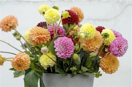 flower decoration - Bouquet de fleurs avec Dahlia Photographie de stock - Premium Libres de Droits, Code: 689-05611572