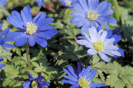 simsearch:689-05611888,k - Blue flowers Stock Photo - Premium Royalty-Free, Code: 689-05611587