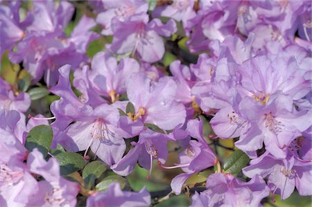 rododendro - Blooming Rhododendron Foto de stock - Sin royalties Premium, Código: 689-05611606