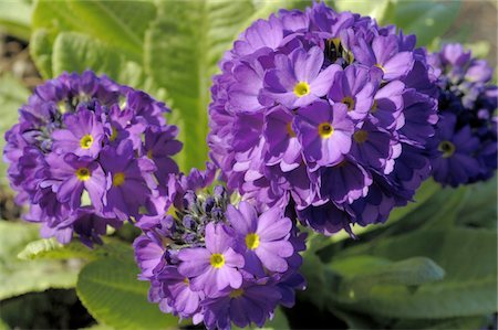 purple floral pattern - Blooming primroses Stock Photo - Premium Royalty-Free, Code: 689-05611601