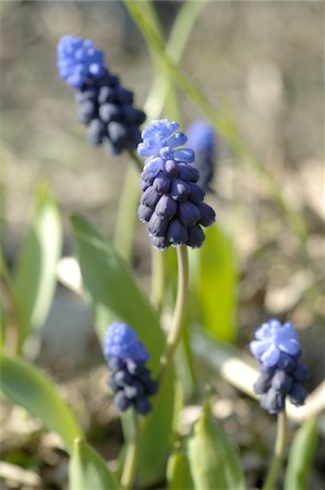 pictures of land and vegetation - Blooming grape hyacinths Stock Photo - Premium Royalty-Free, Code: 689-05611617