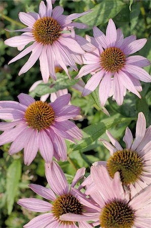 purple floral pattern - Purple coneflowers Stock Photo - Premium Royalty-Free, Code: 689-05611613