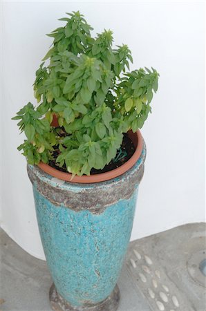 simsearch:689-05611638,k - Flowerpot with basil Stock Photo - Premium Royalty-Free, Code: 689-05611639