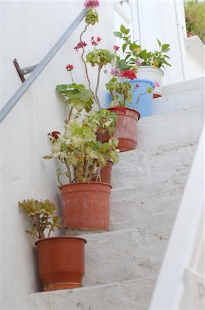 Pots de fleurs, debout sur les marches Photographie de stock - Premium Libres de Droits, Code: 689-05611687
