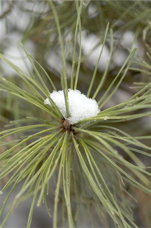 Snowcapped twig of a pine Stock Photo - Premium Royalty-Free, Code: 689-05611705