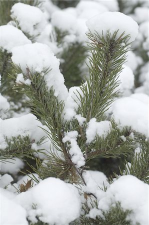 sapin - Snowcapped twig of a pine Foto de stock - Sin royalties Premium, Código: 689-05611701