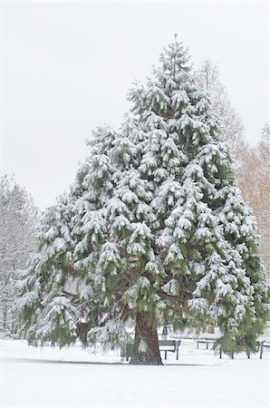 Snowcapped fir Foto de stock - Sin royalties Premium, Código: 689-05611703