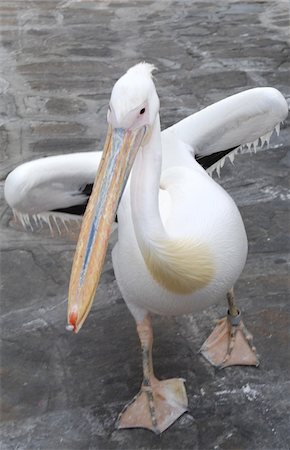 pélican blanc - Pelican chapon Photographie de stock - Premium Libres de Droits, Code: 689-05611732