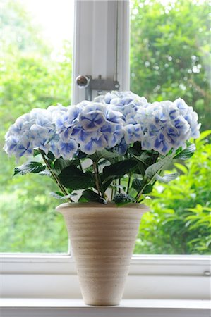 Bunch of flowers in windowsill Foto de stock - Sin royalties Premium, Código: 689-05611865