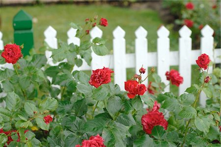 simsearch:689-05611888,k - Blooming roses in front of garden fence Stock Photo - Premium Royalty-Free, Code: 689-05611888