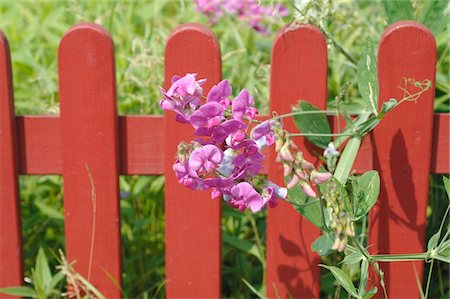 pink floral - Blooming flowers at garden fence Stock Photo - Premium Royalty-Free, Code: 689-05611906