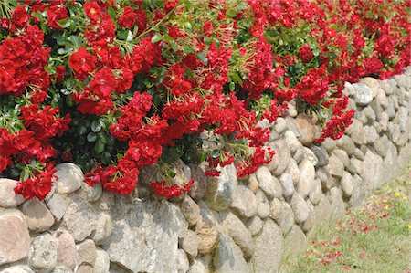 stone and garden - Blooming red flowers at stone wall Stock Photo - Premium Royalty-Free, Code: 689-05611902