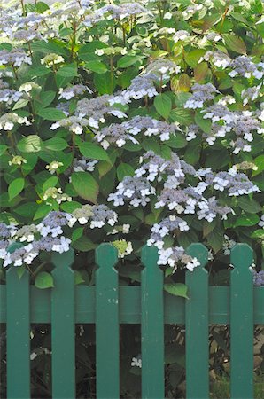 encens - Blooming bush at garden fence Stock Photo - Premium Royalty-Free, Code: 689-05611917