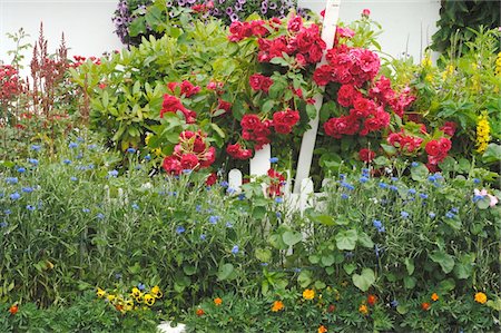 Fleurs dans le jardin Photographie de stock - Premium Libres de Droits, Code: 689-05611927