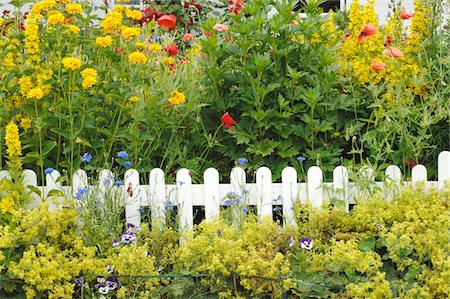 Blooming flowers at garden fence Stock Photo - Premium Royalty-Free, Code: 689-05611929