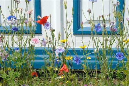 europe house with garden - Blooming flowers in front garden Stock Photo - Premium Royalty-Free, Code: 689-05611920