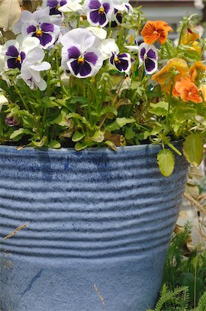 pansy - Flower tub with flowers in garden Stock Photo - Premium Royalty-Free, Code: 689-05611922