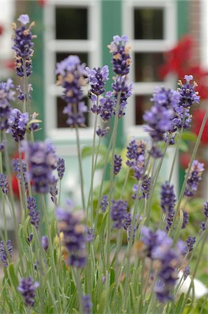 european home garden - Blooming lavender in front of a country house Stock Photo - Premium Royalty-Free, Code: 689-05611938