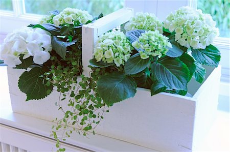 Blooming Hydrangea on windowsill Stock Photo - Premium Royalty-Free, Code: 689-05612212