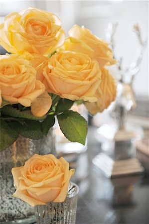 Orange rose blossoms Foto de stock - Sin royalties Premium, Código: 689-05612394