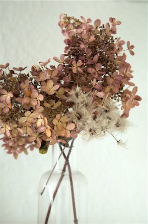 Dried flowers in vase Stock Photo - Premium Royalty-Free, Code: 689-05612518