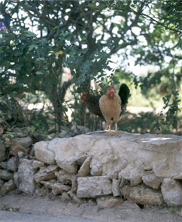 Rooster on stone wall Stock Photo - Premium Royalty-Free, Code: 689-05612627