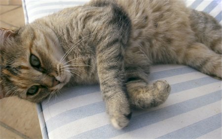 Tabby cat lying on cushion Foto de stock - Sin royalties Premium, Código: 689-05612688