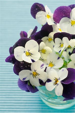 purple flower closeup - White and lilac pansies Stock Photo - Premium Royalty-Free, Code: 689-05612696