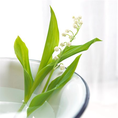 Lilies of the valley in a bowl Stock Photo - Premium Royalty-Free, Code: 689-03124003