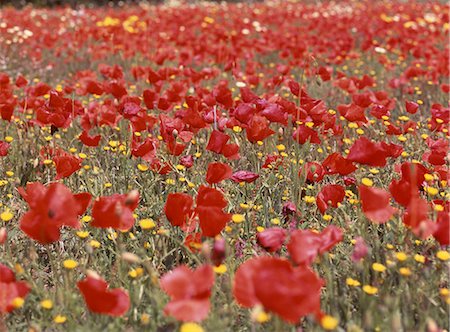 simsearch:689-03123695,k - Red poppy seeds Foto de stock - Royalty Free Premium, Número: 689-03124121