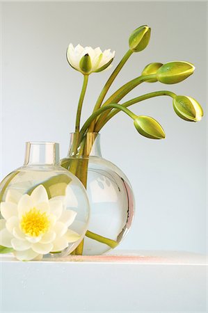 plant bathroom - White water lilies in a glas vase Stock Photo - Premium Royalty-Free, Code: 689-03124199