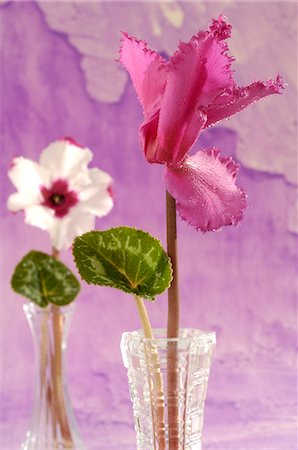 simsearch:689-03128122,k - Cyclamens in glass vases Stock Photo - Premium Royalty-Free, Code: 689-03124339