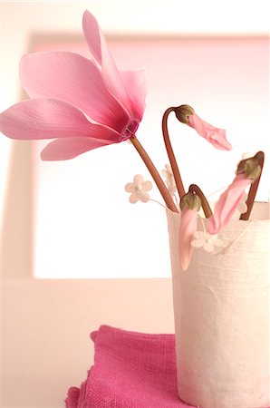 simsearch:689-03128122,k - Pink cyclamen in a table lantern Stock Photo - Premium Royalty-Free, Code: 689-03124343